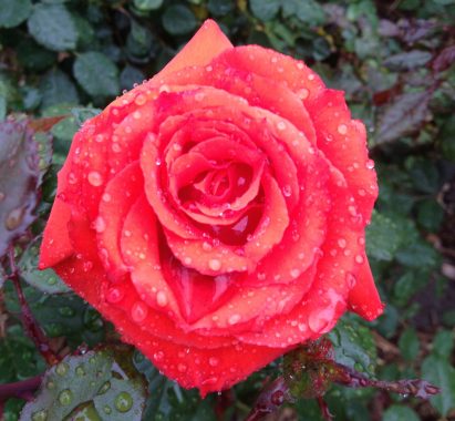 pink rose